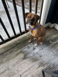 Looking for a new loving home for our Fawn Boxer