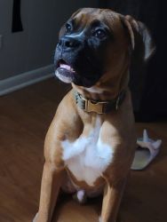 6 month old male boxer