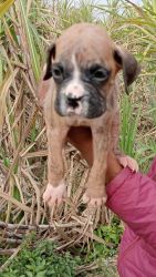 Healthy and Active boxer puppy