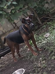 1 year old female boxer/rott mixed
