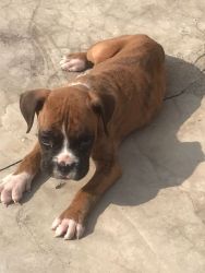 Active Male Boxer Puppy