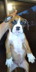 Cutest boxer puppies for sale