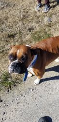 3 year old Boxer female