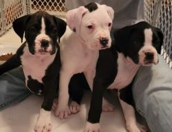 Boker Puppies for Sale AKC