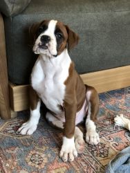 AKC Registerd Boxer puppy