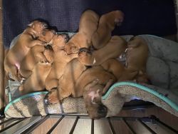 Boxer Mastiff mix puppies