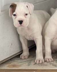 Boxer puppies available 3/11/22