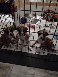AKC Boxer Puppies Available
