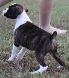 Home Raised Boxer puppies available