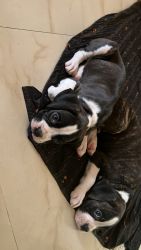 boxermale puppy available in virar
