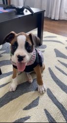 Boxer puppy - Beauty