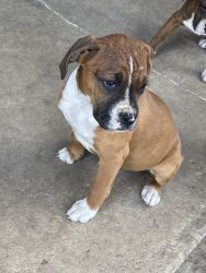 Boxer puppies 4 months old