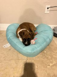 7 month old boxer puppy for sale