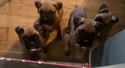 8wk old male boxer puppies $350