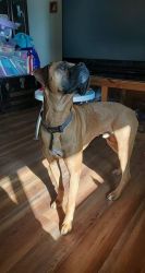 Boxer very loveable and great with kids