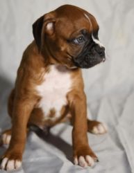 Boxer puppies are ready