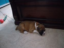 Female boxer puppy for sale