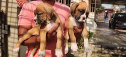 Show Quality Boxer puppies for sale