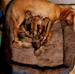 Boxer Bloodhound Puppies