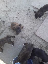 Full blooded boxer puppies