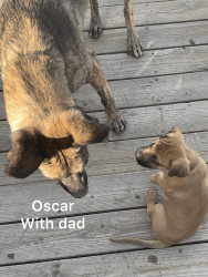 Oscar 6 week old puppy