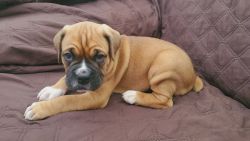 Boxer puppies 3 months old