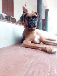 Boxer 3 years old