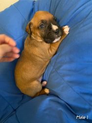 AKC boxer puppies for sale