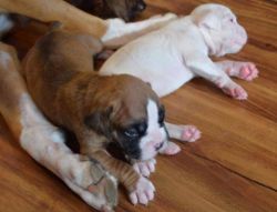 2 male boxer puppies for sale