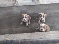 2 month done pure breed boxer.. One boy & One girl