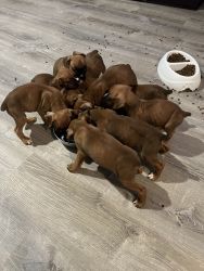 Beautiful boxer puppies