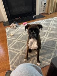 6 Month old female boxer