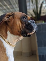 Boxer femal dog for sale