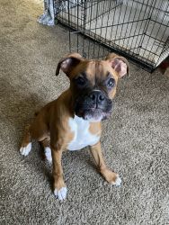 6 month Boxer for rehoming