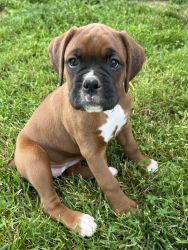 Boxer puppies for Sale