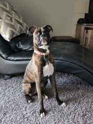 8mth old AKC Female Brindle Boxer
