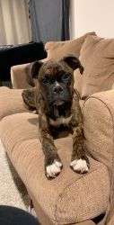 2 Year Old Female Boxer