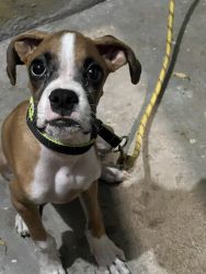 2 and half month boxer puppy for sale