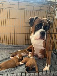 Pedigree Boxer pups for sale 9 weeks old