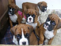 Excellent quality Boxer puppies ready supplies at Maa jagdambefarm***0