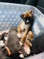 Akc boxer puppies In Fl