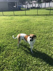 2 Year Old Boxer Mix For Sale