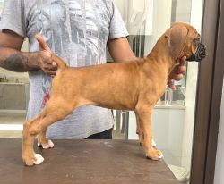 Montrose Kennels proudly presents boxer puppies