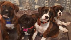 CKC Boxer puppies 8 WKS ONLY $350
