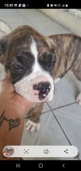 German boxer puppy 3 months old