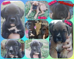 Boxer puppies available!