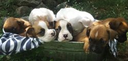 Ica registered boxer puppies