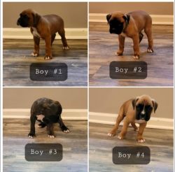 Precious Boxer Puppies for sale