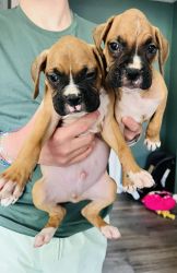 AKC Boxer puppies