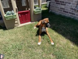Bruno- 7 Month AKC Male Fawn Boxer from/Champion bloodline